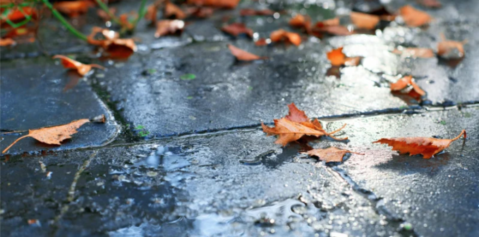How Could A Possible Super El Niño Affect Fall Pest Activity in Avalon?