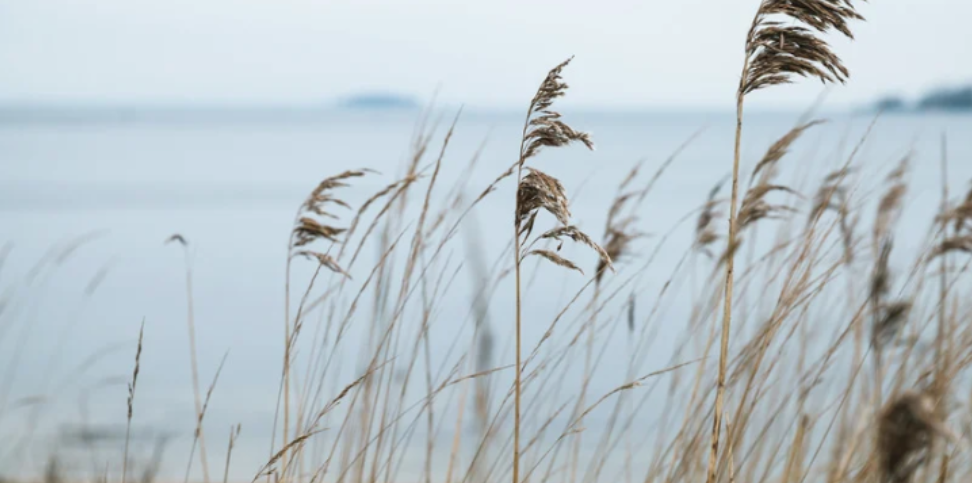 How Coastal Weather Impacts Rodents in Westhampton Beach