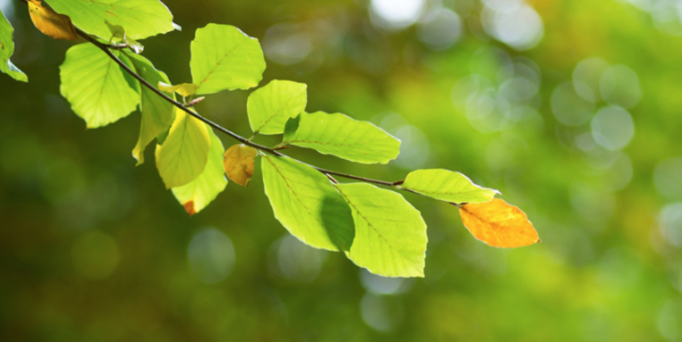 What Happens to Pests in Saugatuck During the Transition From Summer to Fall