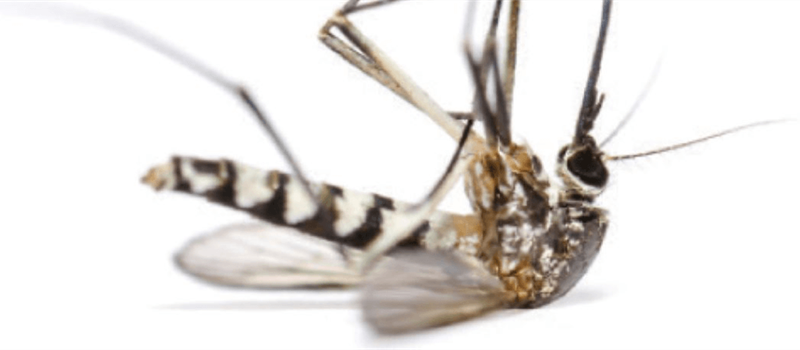 When is Mosquito season in El Paso?