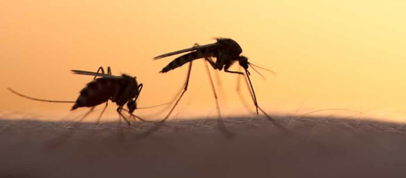 Malaria: Don't Let This Mosquito-Borne Disease Catch You Off Guard