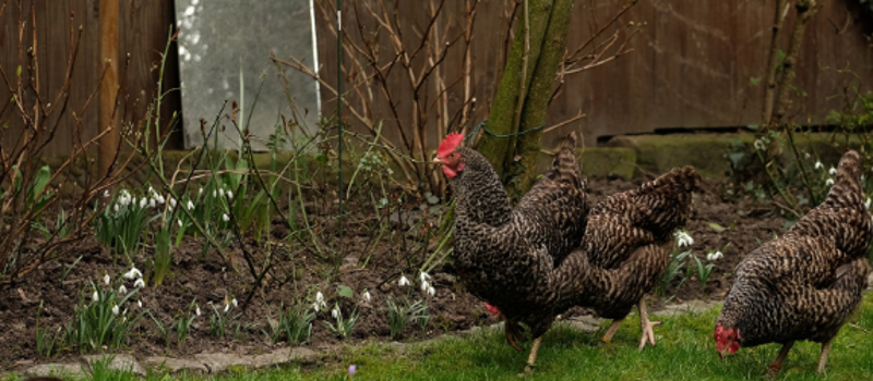 Backyard Chickens: Tick Predators or Tick Food?