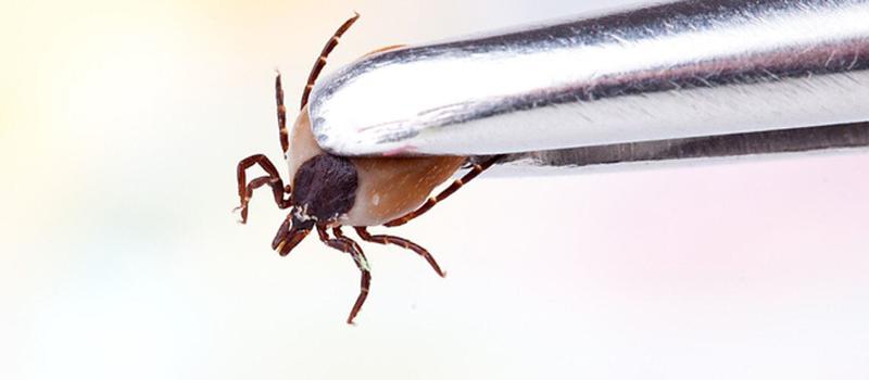 Ticks Don’t Discriminate: Lyme Disease Affects Us All