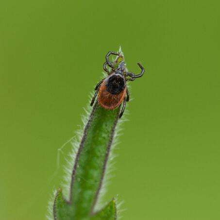 A photo of a deer tick