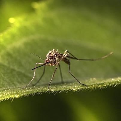 SE Mass Mosquito Witching Hour Mosquito