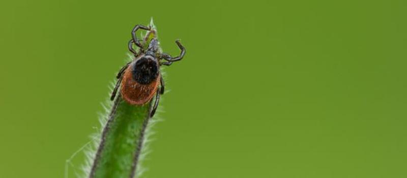 Dangerous Tick Disease, Powassan Virus Has Been Confirmed in Massachusetts