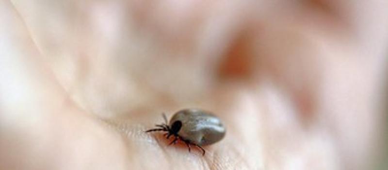 Tick Testing Season is Back! We Need Your Ticks to Know the Risk of Tick-Borne Disease