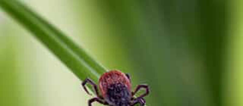 When Are Ticks the Most Active in NC?