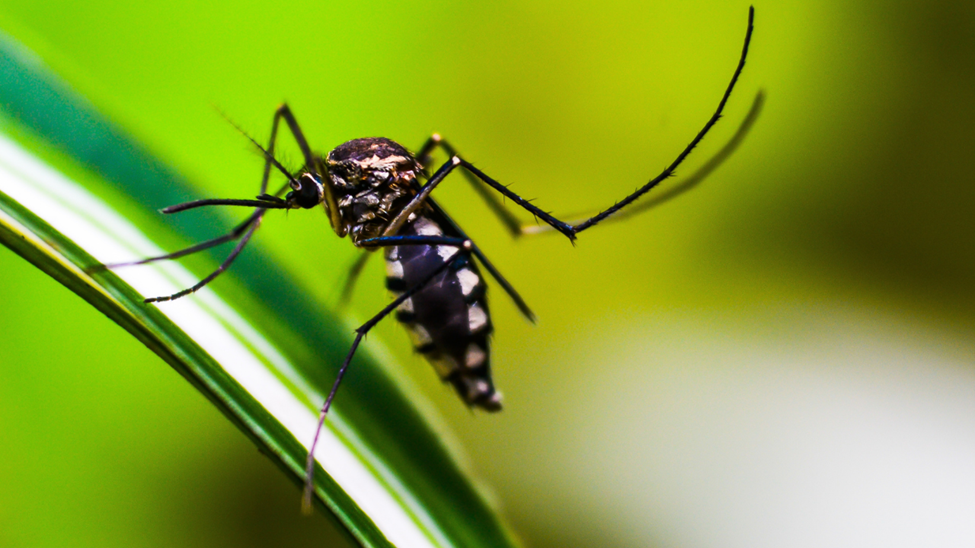 mosquito on leaf