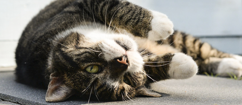 Does Catnip Work as a Mosquito Repellent?