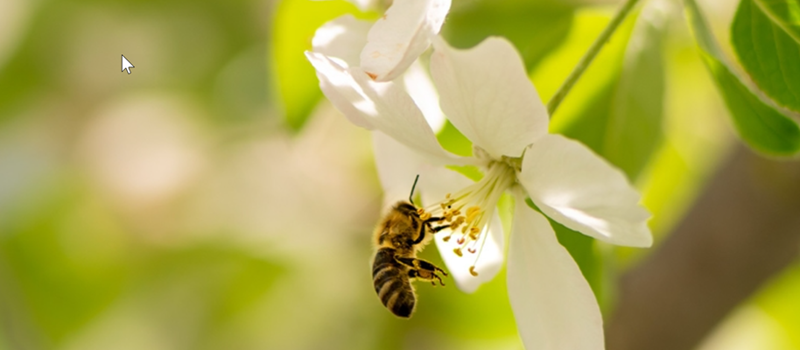 Tampa Bay’s Pollinators