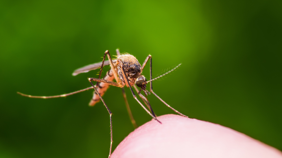 mosquito on finger