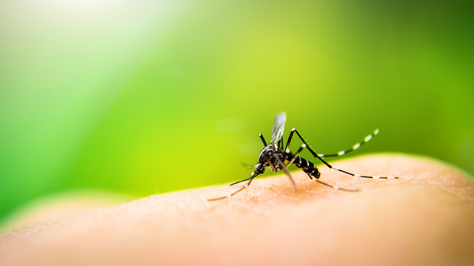 mosquito on skin