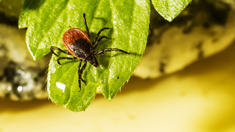 tick on leaf