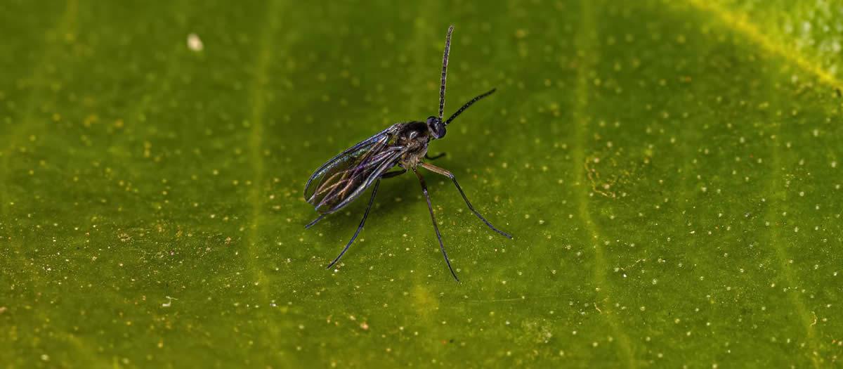 Why Are There So Many Gnats in El Paso in the Spring?