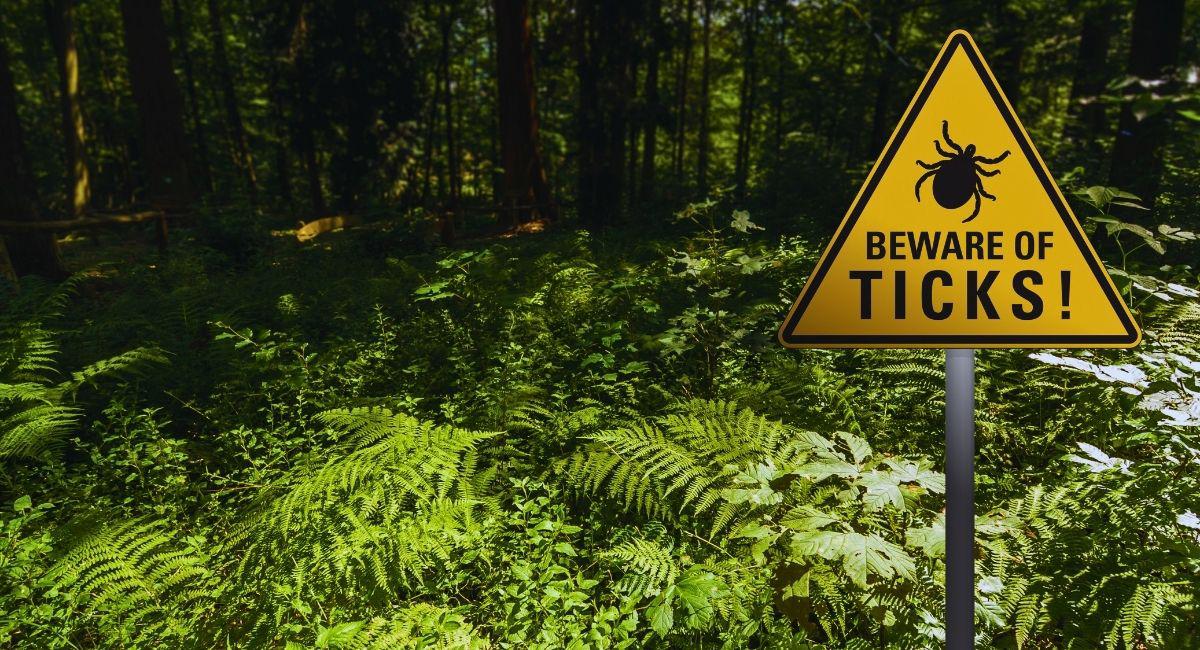Why Are There So Many Ticks in Northeast Florida This Year?