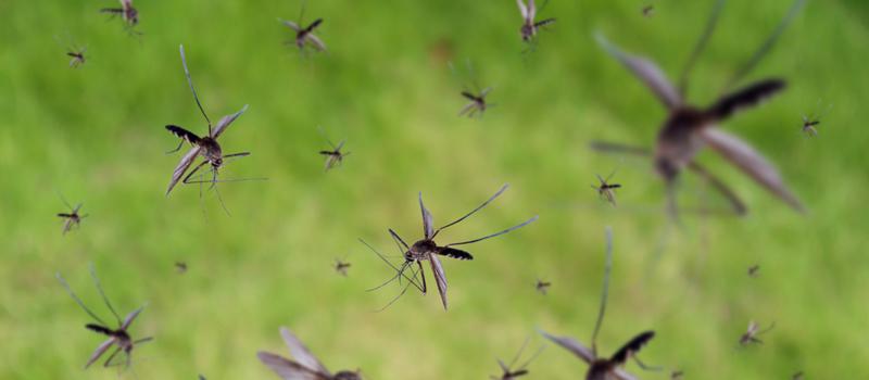 Testing for Mosquito-Borne Diseases Resumes
