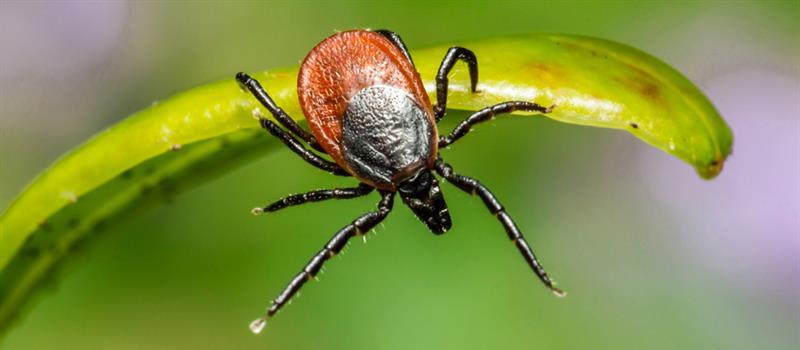 Fall Ticks? Salisbury Tick Control is Important Throughout the Year
