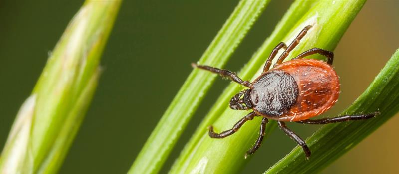Can You Defend Against Ticks this Spring and Summer?
