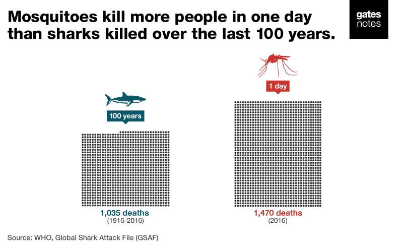 Mosquitoes kill more people in one day than sharks killed over the last 100 years.  1916-2016: Sharks killed 1,035 people.  In one day in 2016: 1,470 people die from mosquito-borne diseases