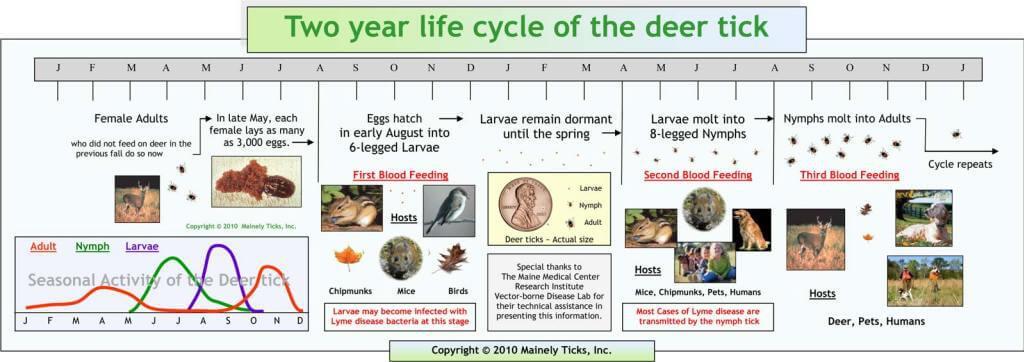 Deer Ticks in Fall River & South Shore Mass Love Winter