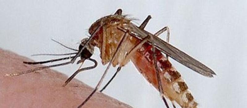 Know Your Mosquito: Culex quinquefasciatus