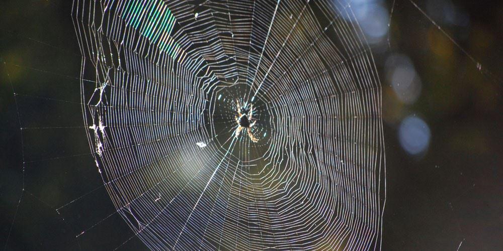 Closeup of spider web.