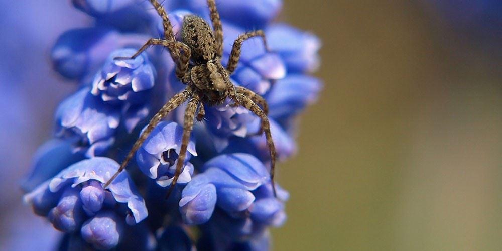 Spider on flower.