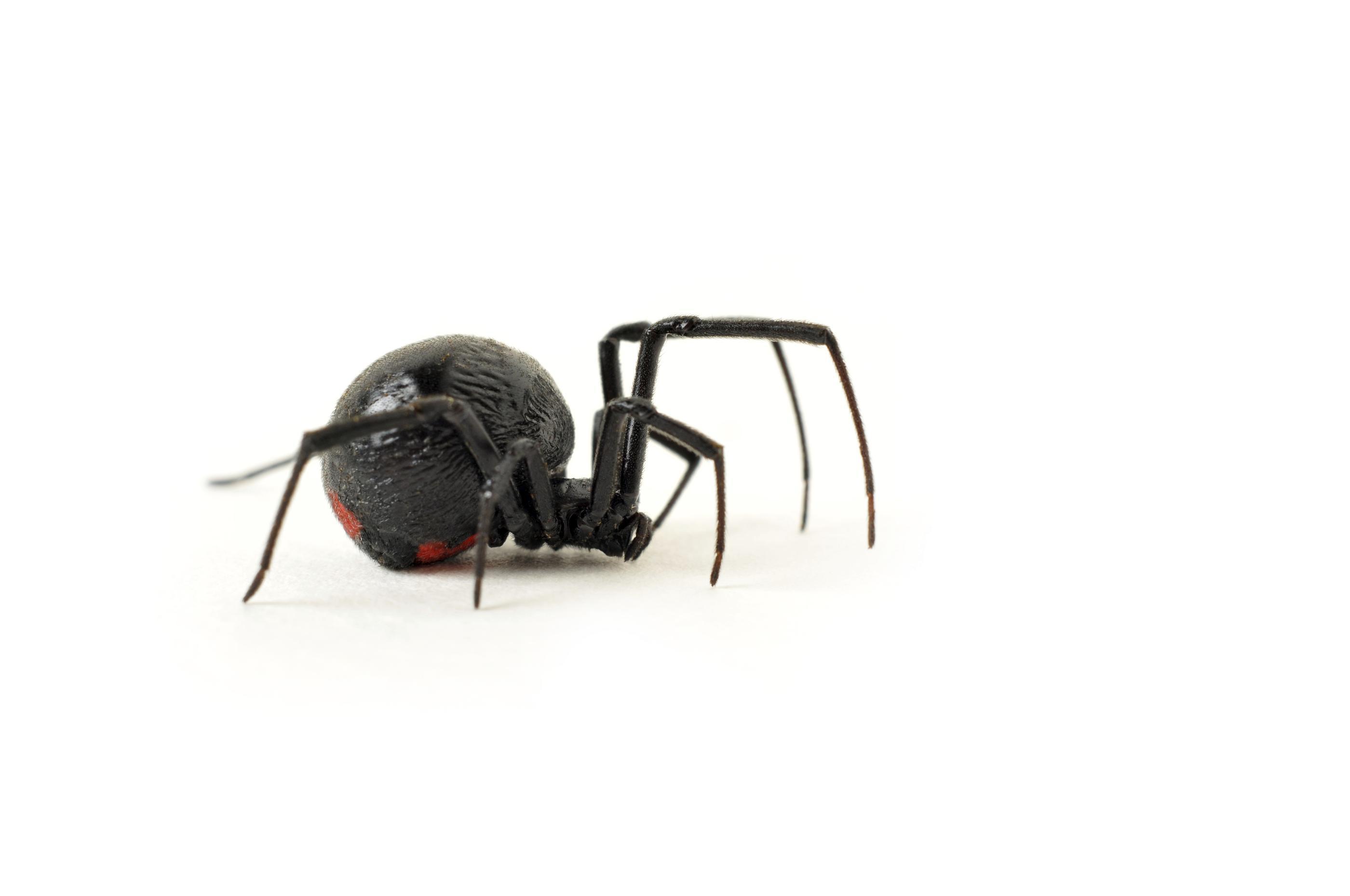 Black Widow Spider