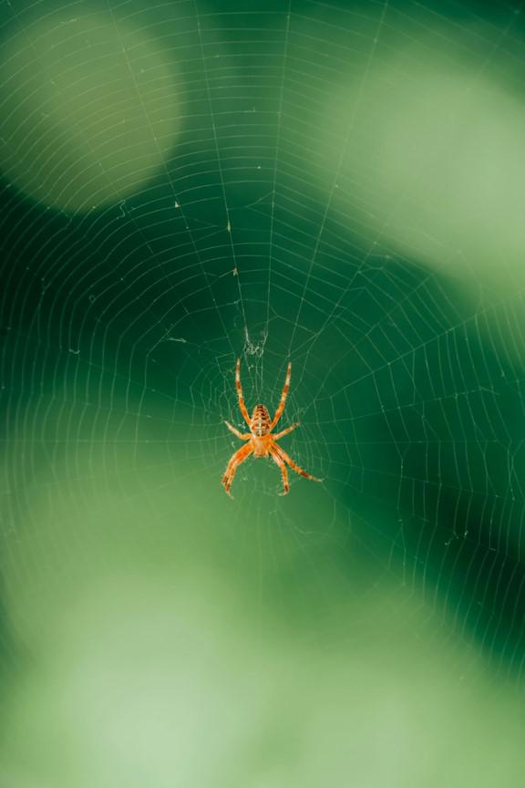 Mosquito Squad Is Here to Save the Day: Find Relief with Our Merton, WI Spider Control Solutions!