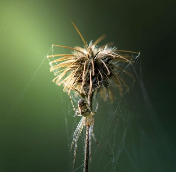 Need Sussex, WI Spider Control Solutions? Try Mosquito Squad!