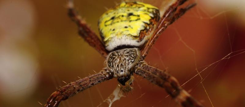 A Spider You Might Not Want to Eliminate