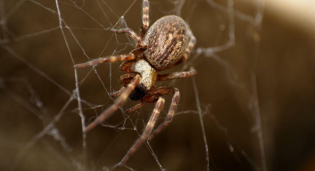 Are Spiders a Sign of Other Pests in My Yard?