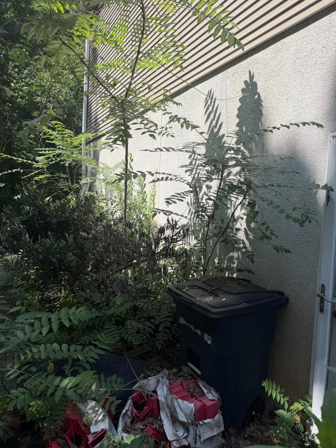 The Gray Smudge on Your Hebron Shutters Is Next Spring's Lanternflies