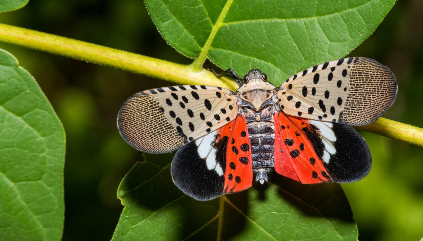 spotted butterfly on a plant leaf stem