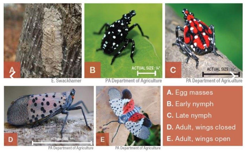 Spotted Lanternfly Life Cycle