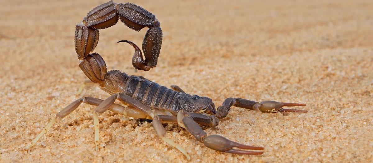 Is spring the time for scorpion control in El Paso?