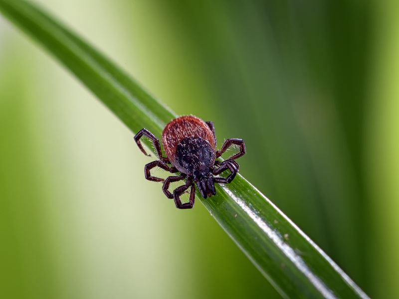 tick on a blade of grass