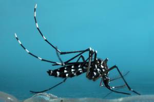 St. Louis Asian Tiger Mosquito