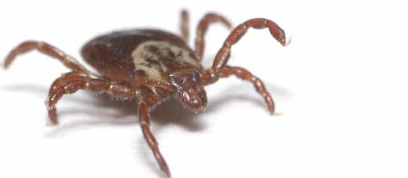 Why is There a Tick Surge in Missouri?