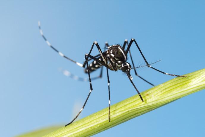 Mosquito on blade of grass