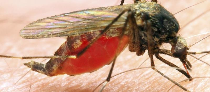 Contrary to the Belief of Many, Mosquitoes are NOT Vampires