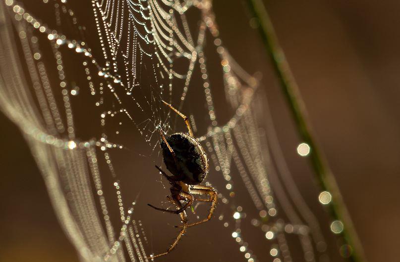 spider on web