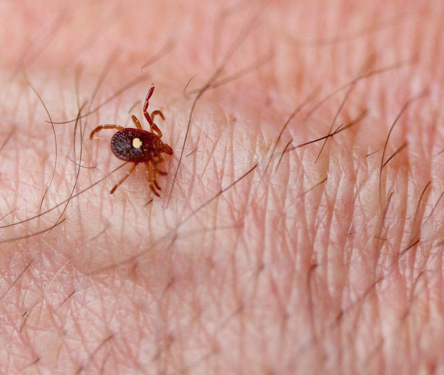 St. Louis Area Ticks and Tick-Borne Diseases Surge in Missouri and Illinois
