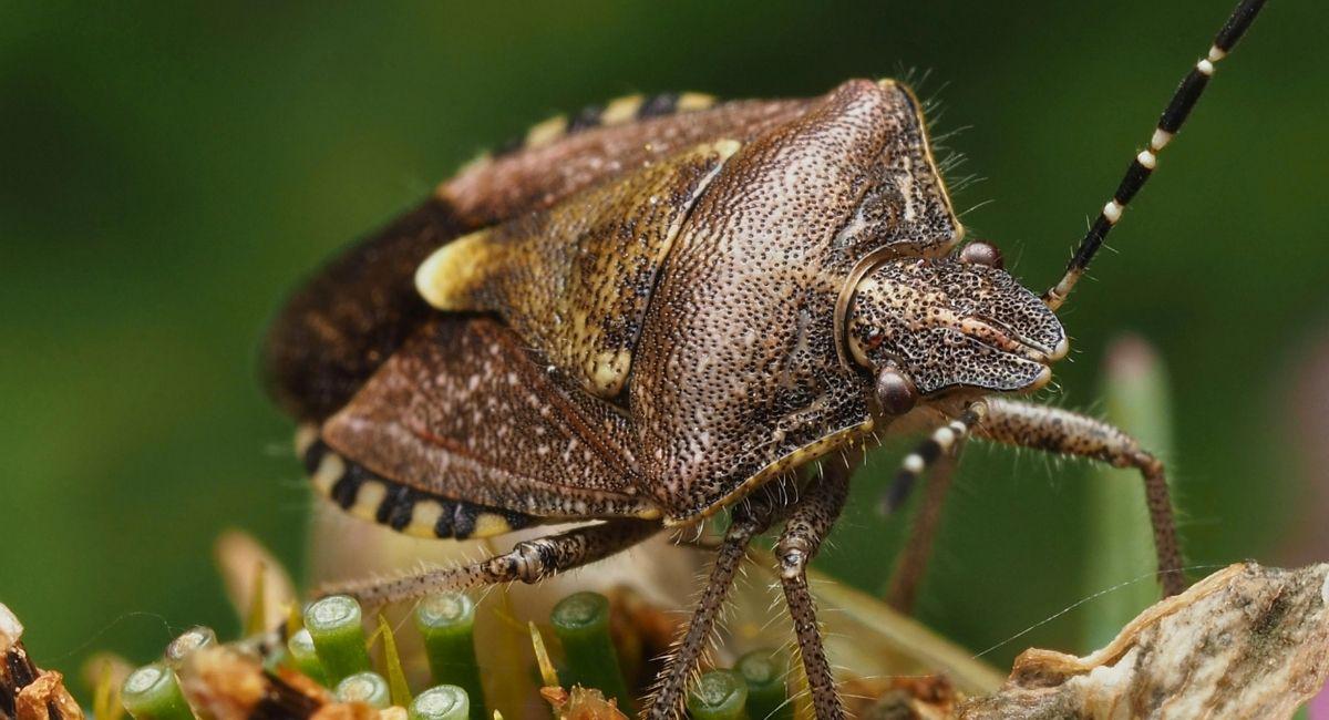 How Can I Prevent Late Summer and Fall Stink Bugs Now?