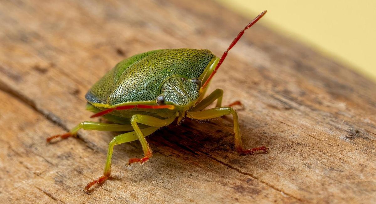 Are Stink Bugs Gathering on My House?