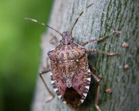 stink bug 