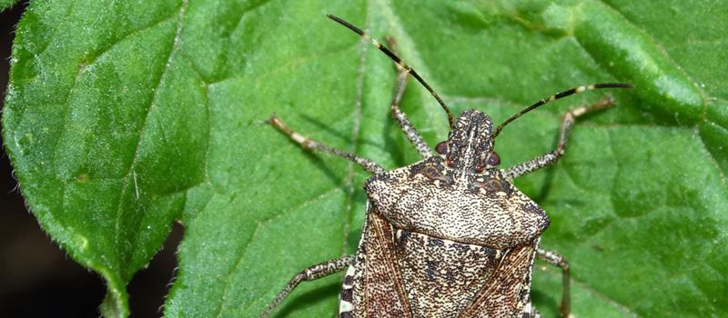 Help! I’m Living with Stink Bugs