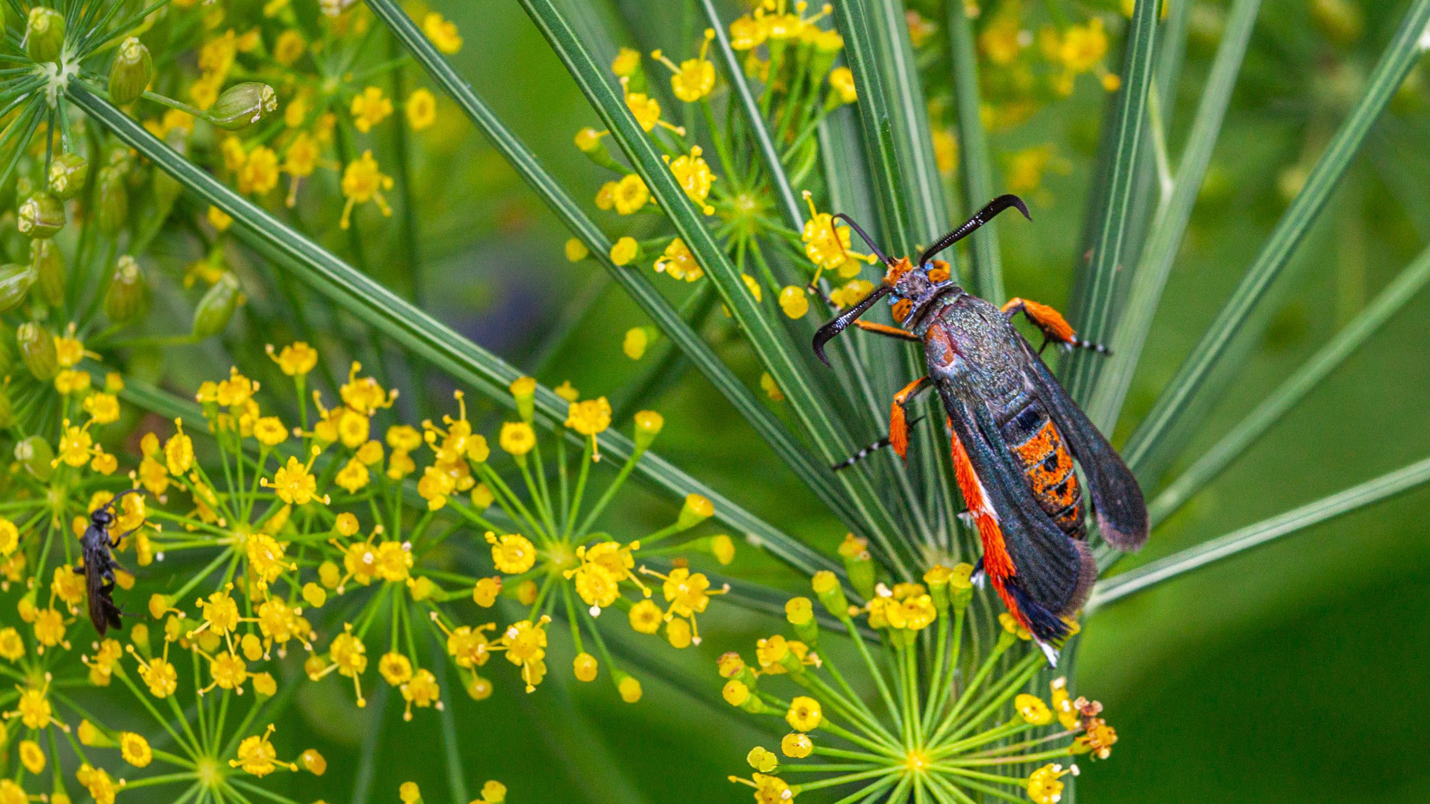 Protect Your Plants from Squash Vine Borer Damage