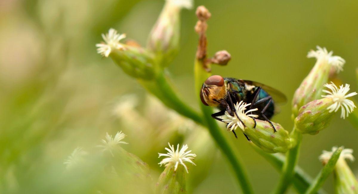 What Austin Pet Owners Should Know About Screwworm